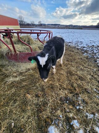 Hoppy coming up to Aurora 1/11/25