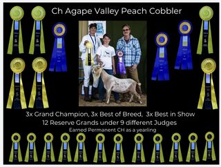 Photo of *Ch Agape Valley Peach Cobbler “Cobby”