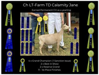 Photo of  Ch (pending) LT-Farm TD Calamity Jane 