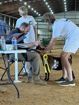 Reserve Grand at Buck in a Truck Show