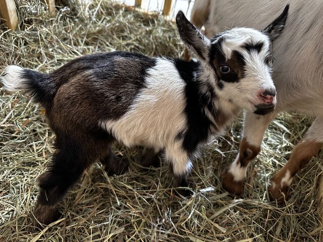 Goats For Sale: Napoleon : Kid (male): Ohio, Kent