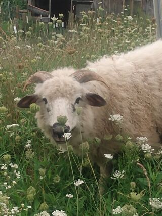 Daisy and the flowers