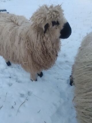 Just enjoying the snow and sunshine