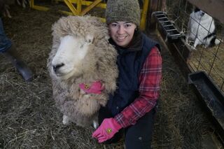 Wooly Romney, waiting for her haircut