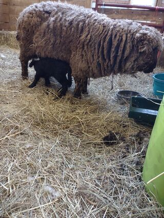 The day Ruth let him eat on his own!