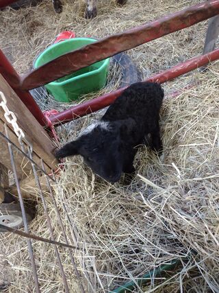 Hanging out in the hay