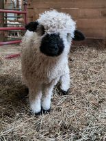 That curious sheep look!