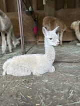 2024 female cria