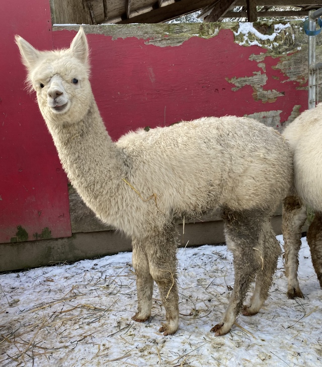 White Crimped Huacaya Alpaca Fleece For Sale