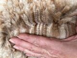 regrowth after cria shear