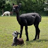 Foxy w '23 Cria, Frodo