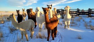 Photo of Unregistered Alpacas