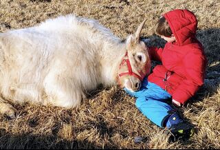 A trained yak loves human contact