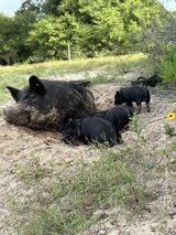 Relaxing in wet sand with her 2024 spring piglets