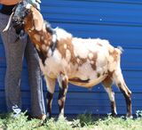 Sire, Rancho de San Isidro Havana