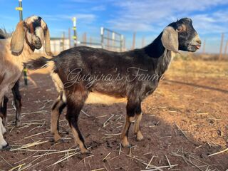 Photo of Guajira's Astro