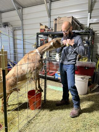 Winky reaching for a fig newton bar from Ken. The beginning of a new era for her in our herd. 