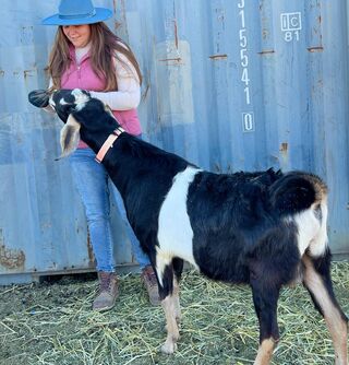 Vaballathus was friendly from the day we brought him to the farm! He's an example of a goat that acclimated well. Still, we gave him lots of cookies! 