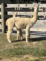 2024 cria hiding behind mom