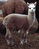 2nd Cria - Windy's Daniel