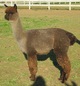 Rosie's 3rd Cria - Leyla