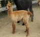 Cria - Purple Post's Jersey Girl