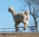 Goldie's Cria - Abenaki Tobekw