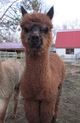 Goldie's Cria - 