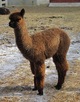 Ida's cria - Windy's Yuri