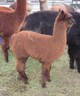 Ida's 2012 Cria - Nellie