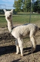 Mel as a cria