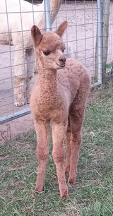 2024 F cria, Soleil sired by Gadget