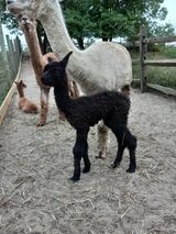 2024 M cria, sired by Wings of Fire