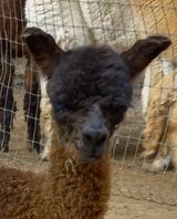 2024 F cria, Autumn Ember sired by Wings of Fire