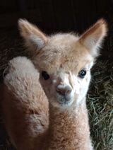 2024 male cria, Teddy sired by Gadget