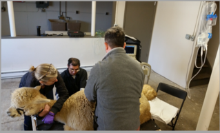 flushing embryos from donor alpacas