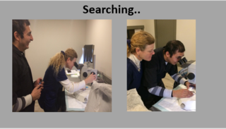 searching for embryos in the lab