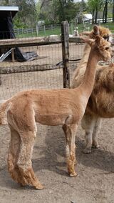 Ripley as a yearling