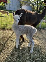 2024 male cria