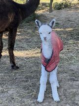 2024 male cria