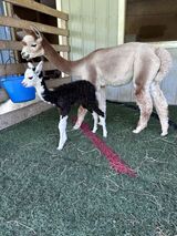 Chesney's first cria