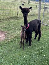 Serafina & '24 cria