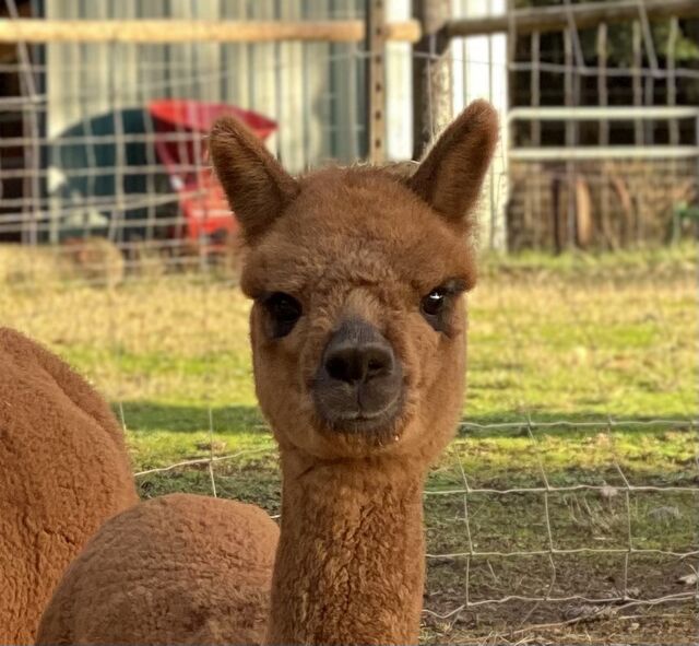 Fencing For Alpacas - Aubrey Oaks Alpacas