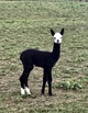 2017 Cria--Celeste sired by Greytness