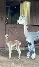 2024 Female cria