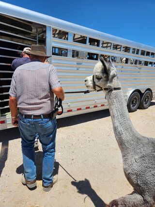 Dad is helping to the transport trailer, Not too sure I want to get in there