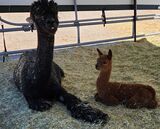 Sawdust's Jessinia (mom -TB) and Chrysanthus 9/6/24