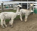 Simone with daughter after shearing