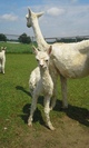 Utah as a cria.