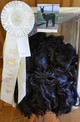 Winston won 3rd place in the Suri Network Fleece Show Aug 2016